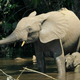 Image for article titled Elephants Might Be Able To Self-Medicate To Induce Labor